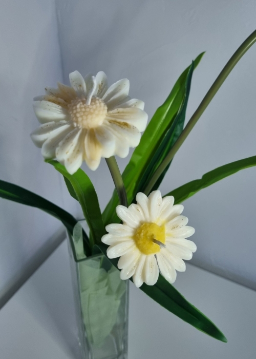 Eclat de Pâquerettes